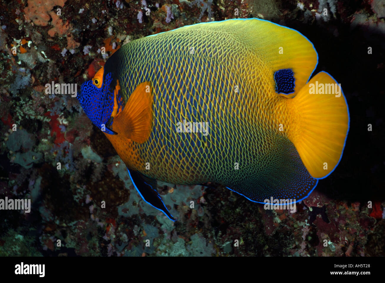 Yellowface Angelfish (Pomacanthus xanthometopon) Stock Photo