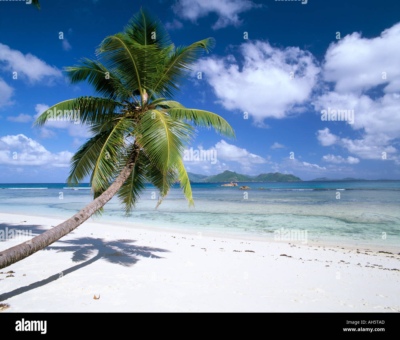 Leaning palm tree beach Anse Severe island of La Digue Seychelles Indian Ocean Africa Photo -