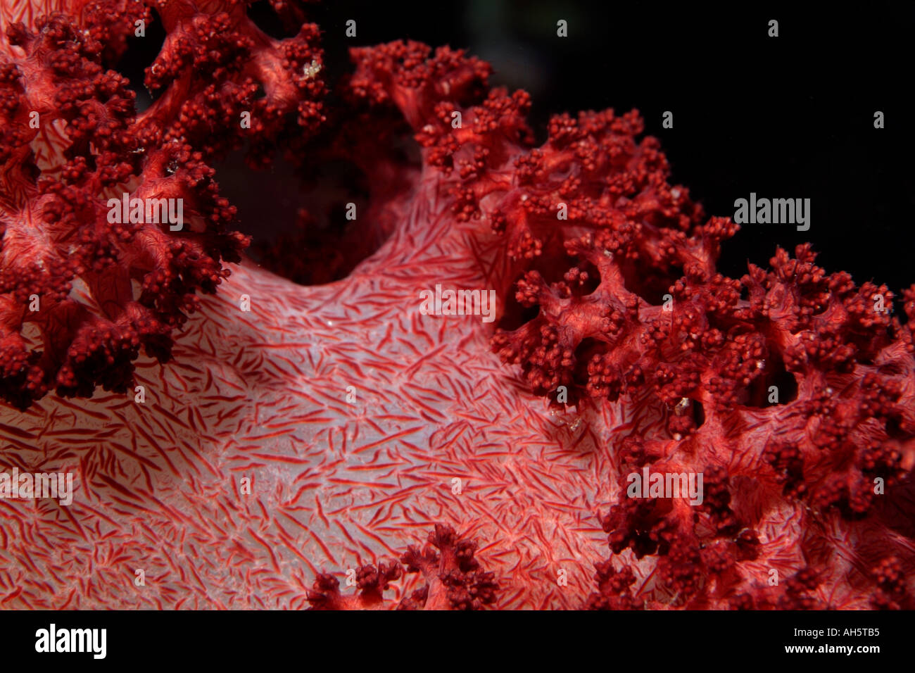 Red spiky soft coral (Dendronephthya), Bocifushi Wreck, South Male Atoll, Maldives. Stock Photo