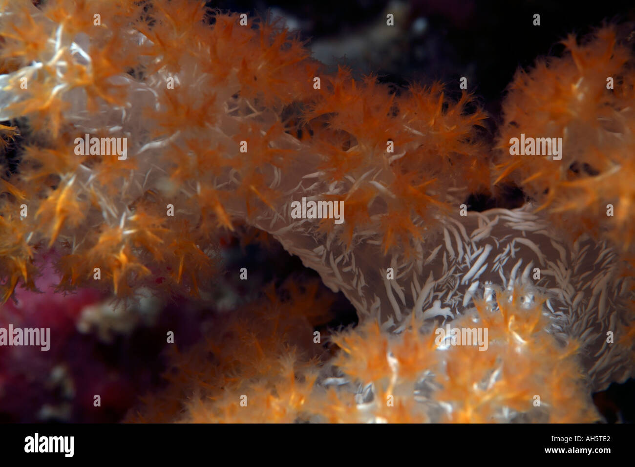 Maldives South Male Atoll Bocifushi Wreck An Orange Spiky Soft Coral Dendronephthya Sp Stock Photo