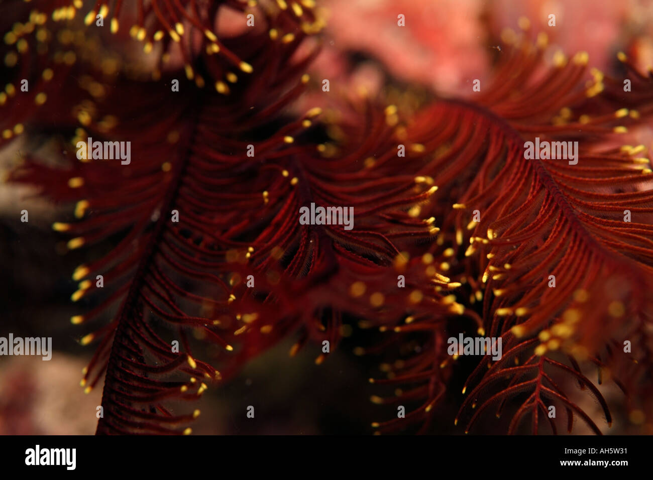 Maldives Male Atoll Kouramaticut Opened Robust Feather Star Himerometra Robustipinna By Night Stock Photo