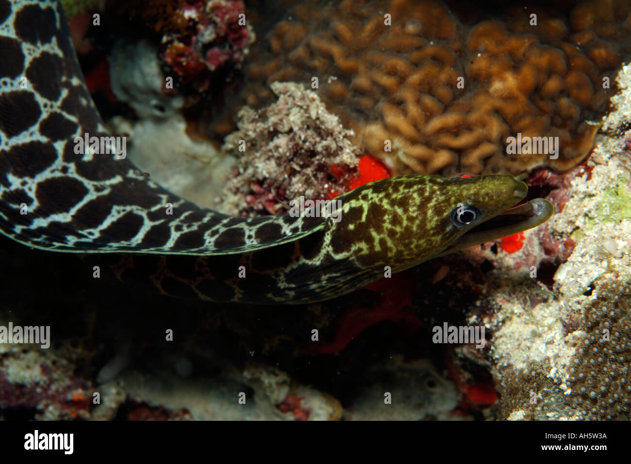 Darkspotted Moray Eel (Gymnothorax fimbriatus) peering from a hiding