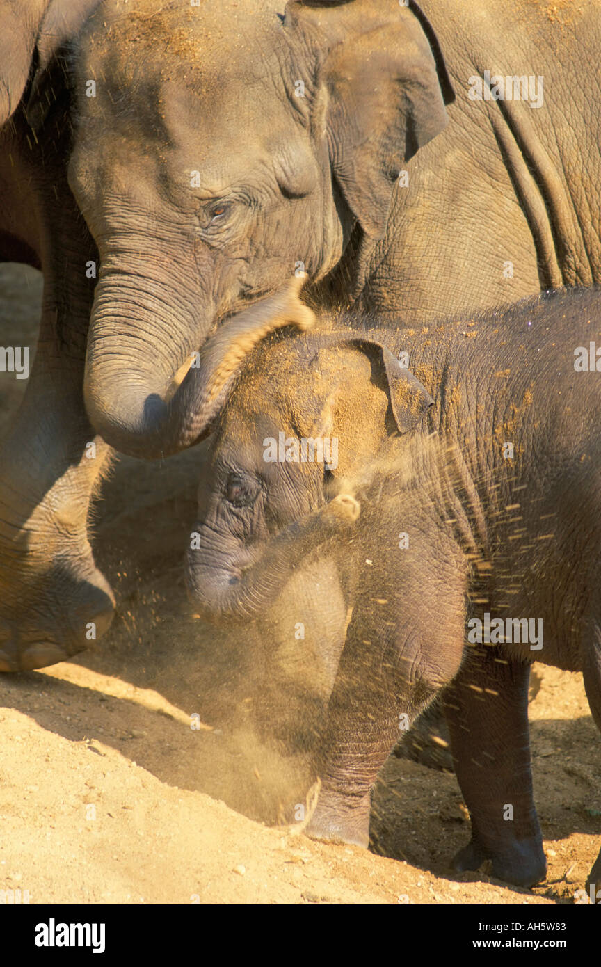 Elephants on sri lanka hi-res stock photography and images - Alamy