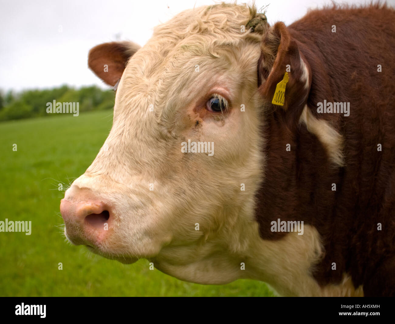 Cow Stock Photo