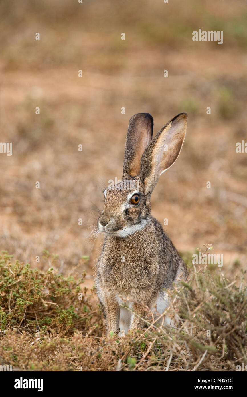Cape hare Lepus capensis Addo national park South Africa Stock Photo