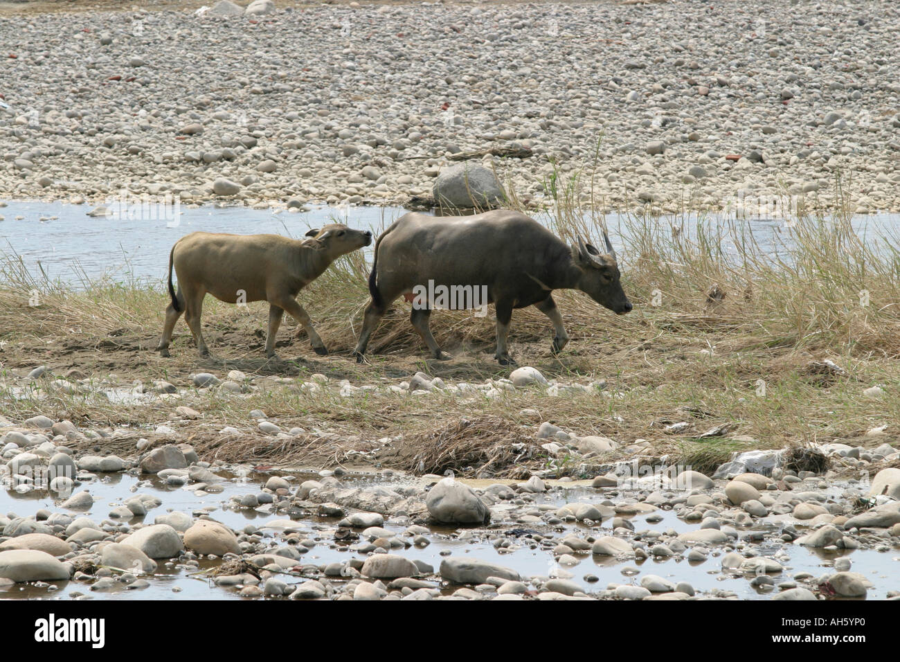 Young water buffalo following mother buffalo Stock Photo - Alamy
