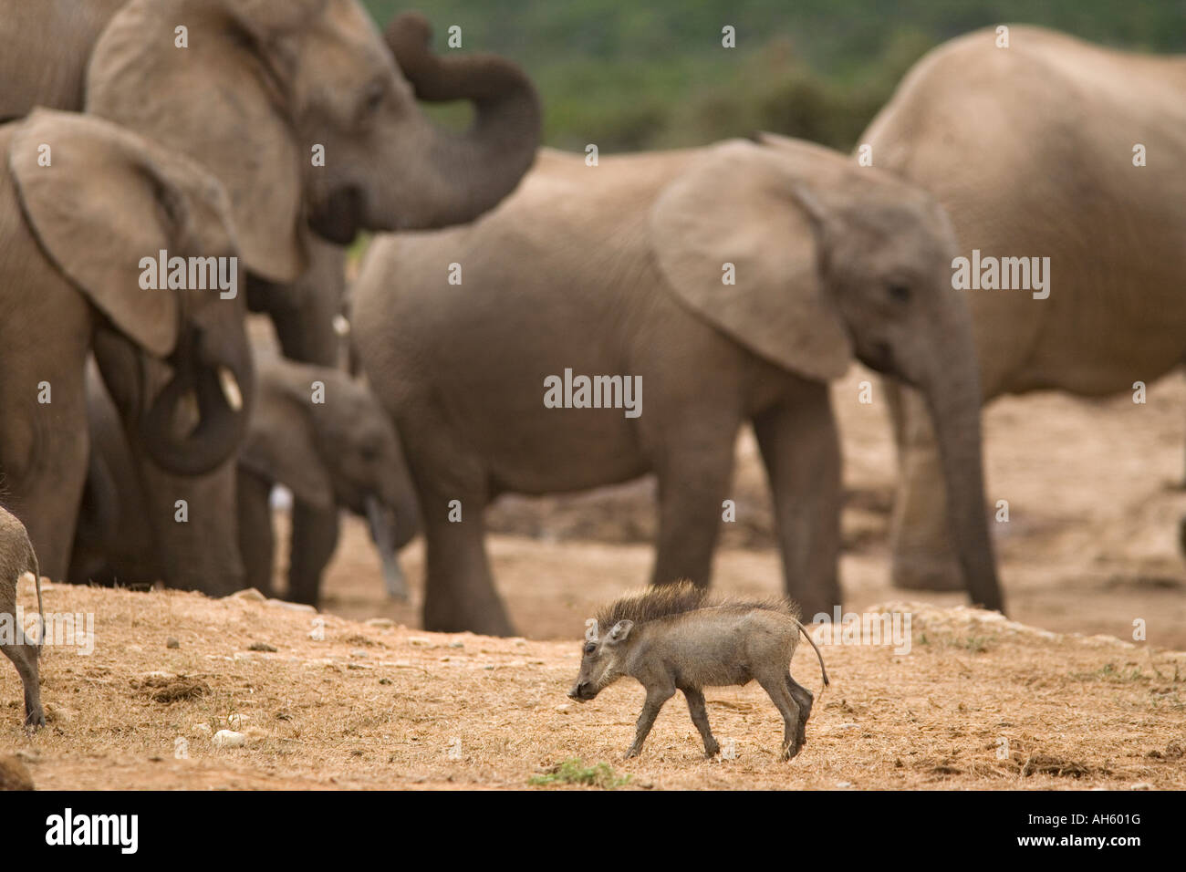 Warthog Phacochoerus aethiopicus Addo national park South Africa Stock Photo