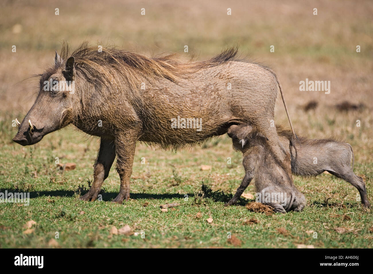 Warthog Phacochoerus aethiopicus suckling young Addo national park South Africa Stock Photo