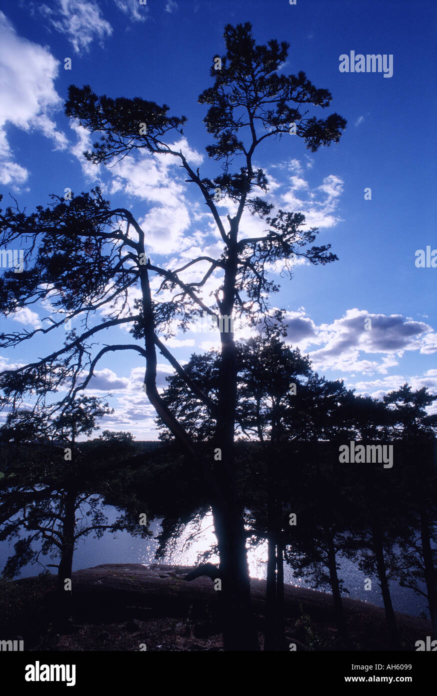 Tree silhouetted against a blue sky with white clouds hi-res stock ...