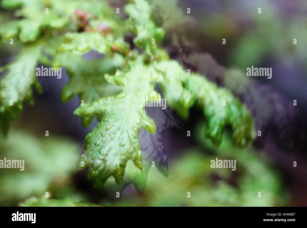 Wet young oak leaves hi-res stock photography and images - Alamy