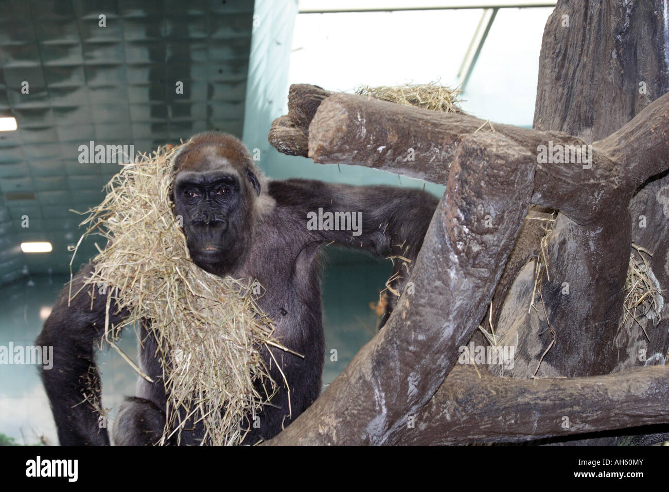 WESTERN LOWLAND GORILLA. Brookfield Zoo Stock Photo Alamy