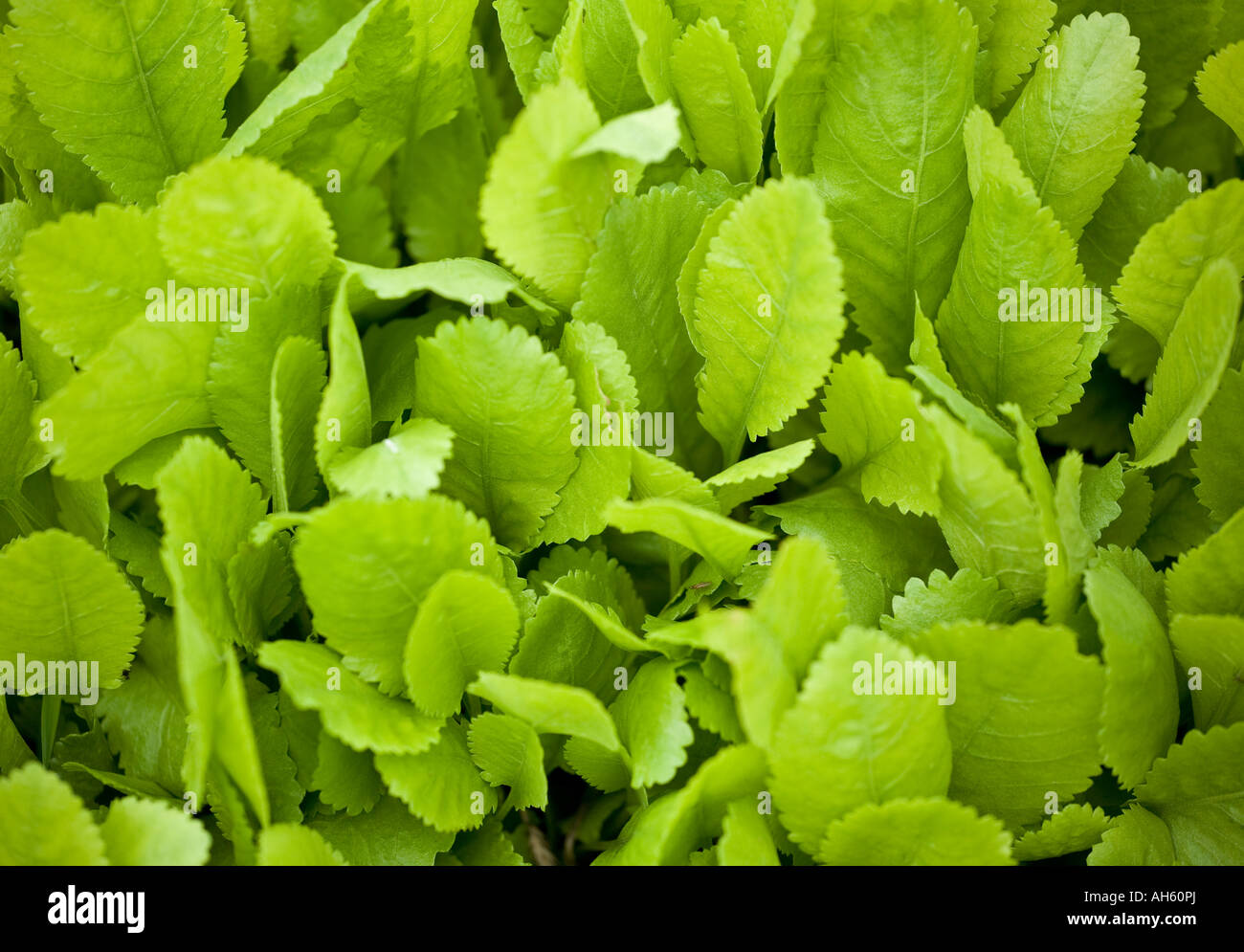 Alecost leaves Stock Photo