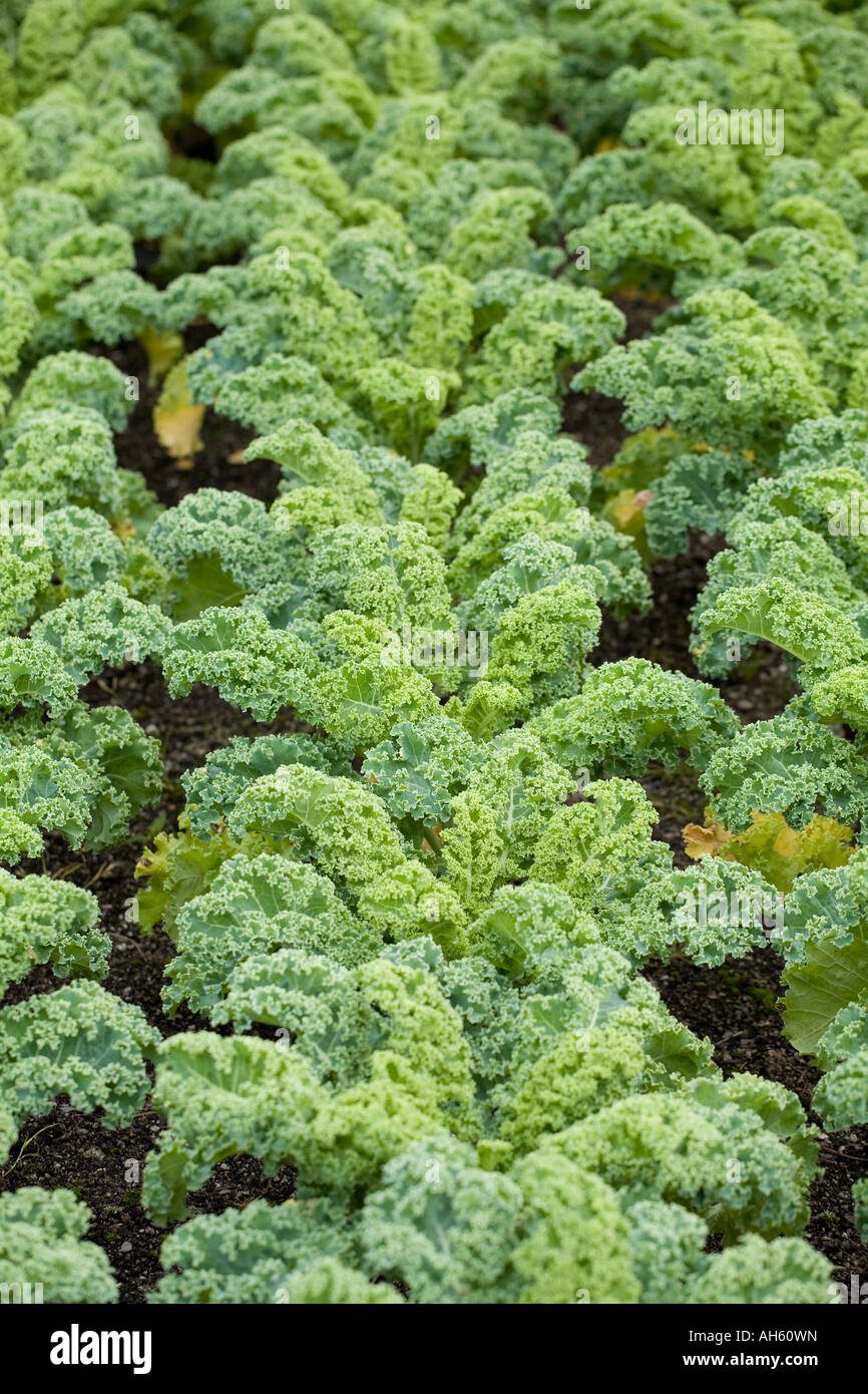 Kale 'Reflex' leaves Stock Photo