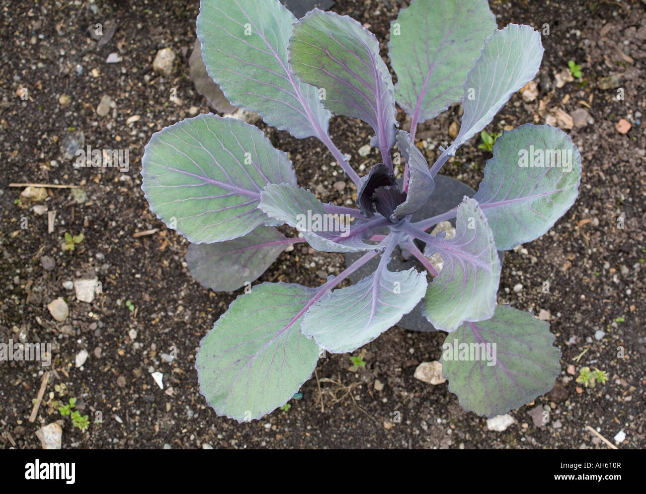 Brassica oleracea rodima hires stock photography and images Alamy