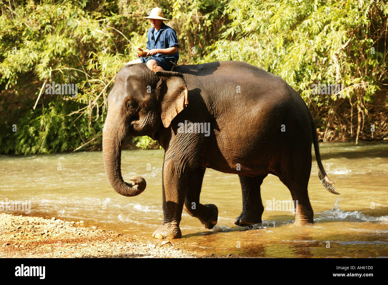 elephant being ridden Stock Photo Alamy