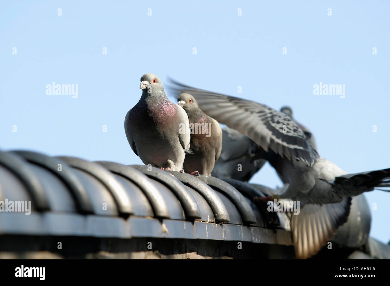 Pigeons stay on Chinese roof Stock Photo Alamy