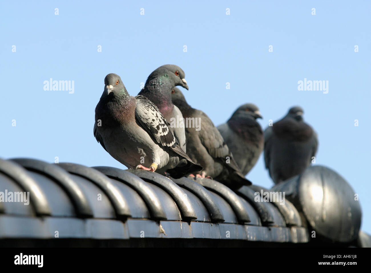 Pigeons stay on Chinese roof Stock Photo Alamy