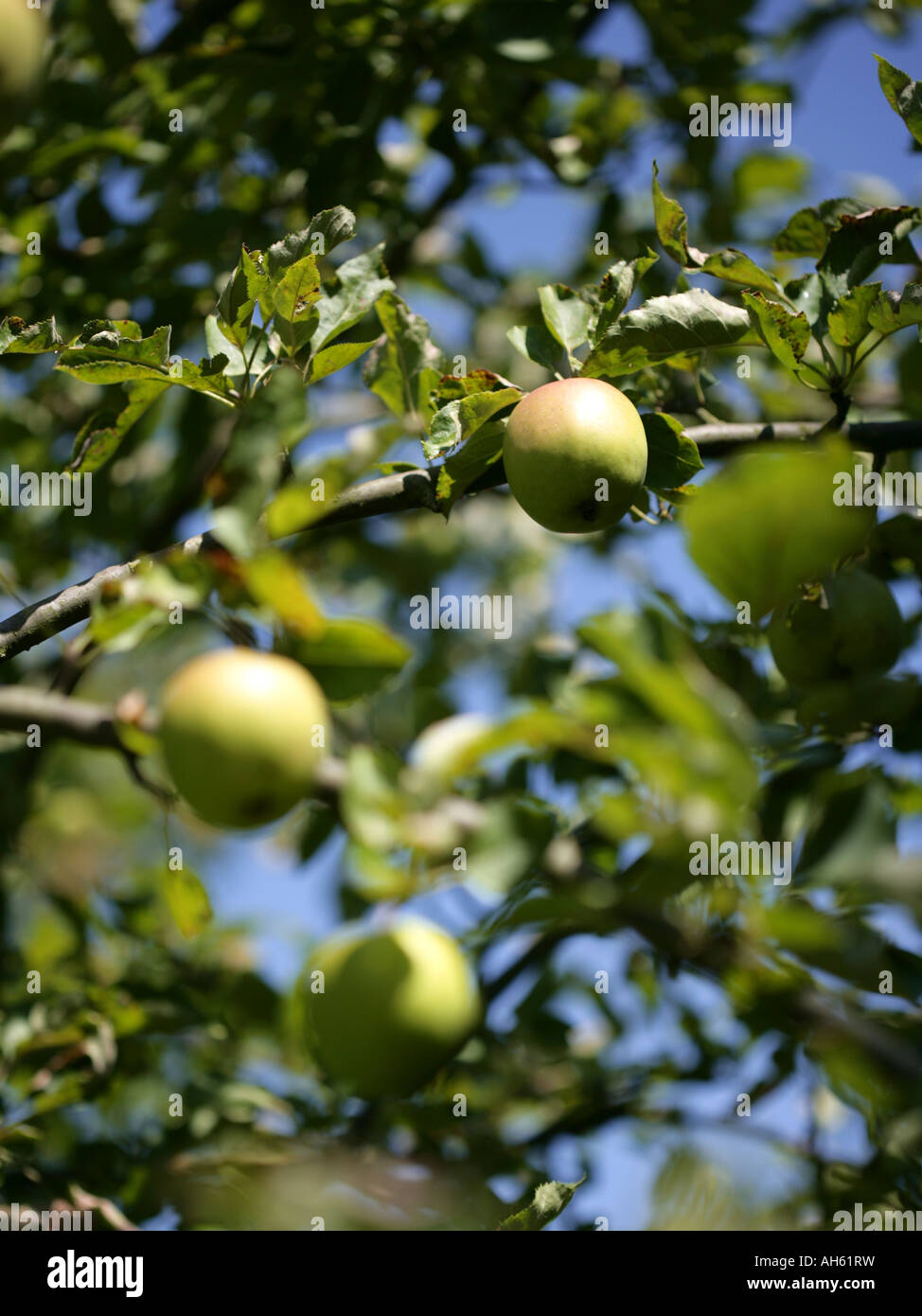 green apples hanging in tree Stock Photo - Alamy
