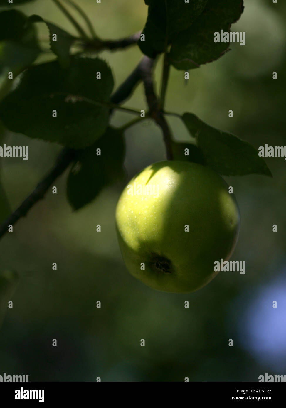 green apple hanging on tree Stock Photo - Alamy