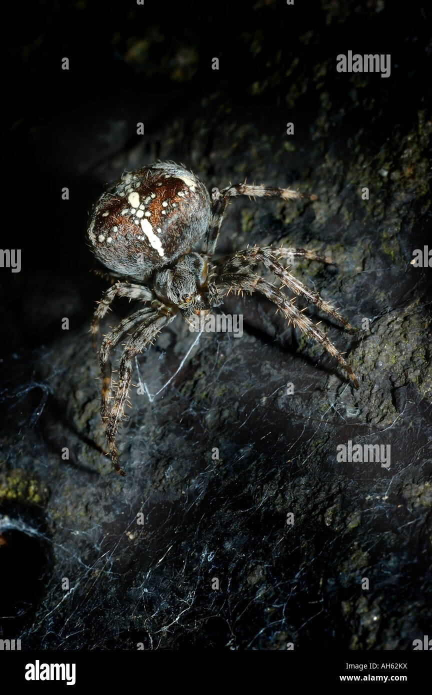 COMMON SPIDER ABOUT TO SPIN SILK Stock Photo Alamy