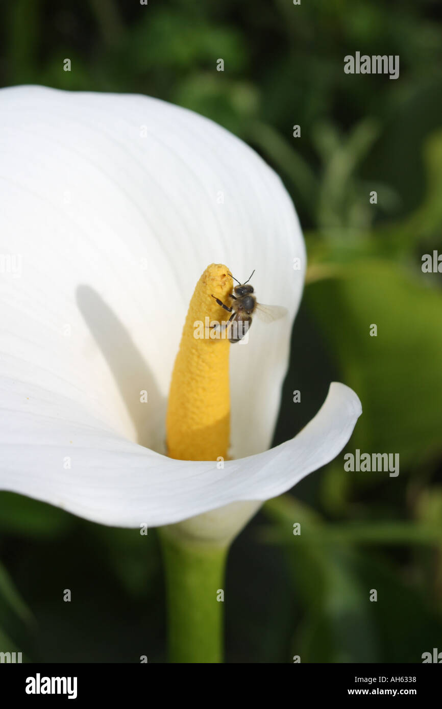 Bee on lily hi-res stock photography and images - Alamy