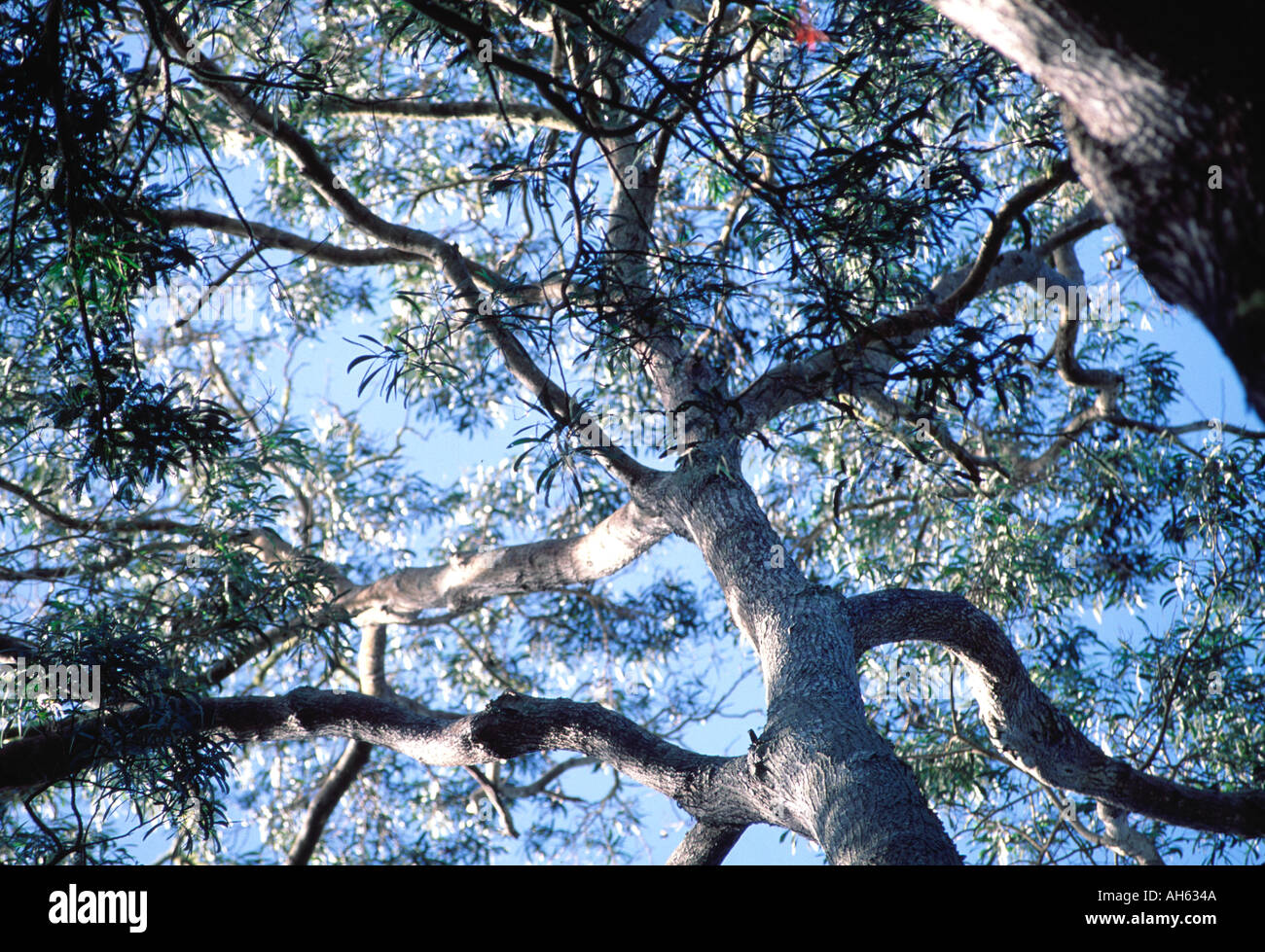 Koa tree hires stock photography and images Alamy