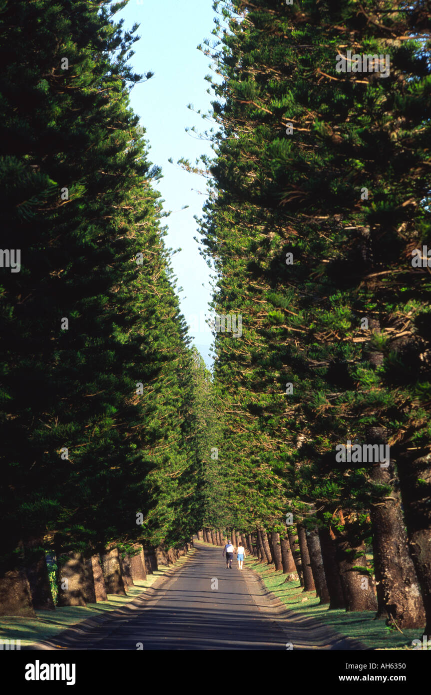 Norfolk Pine Trees Kapalua Maui Hawaii Stock Photo Alamy
