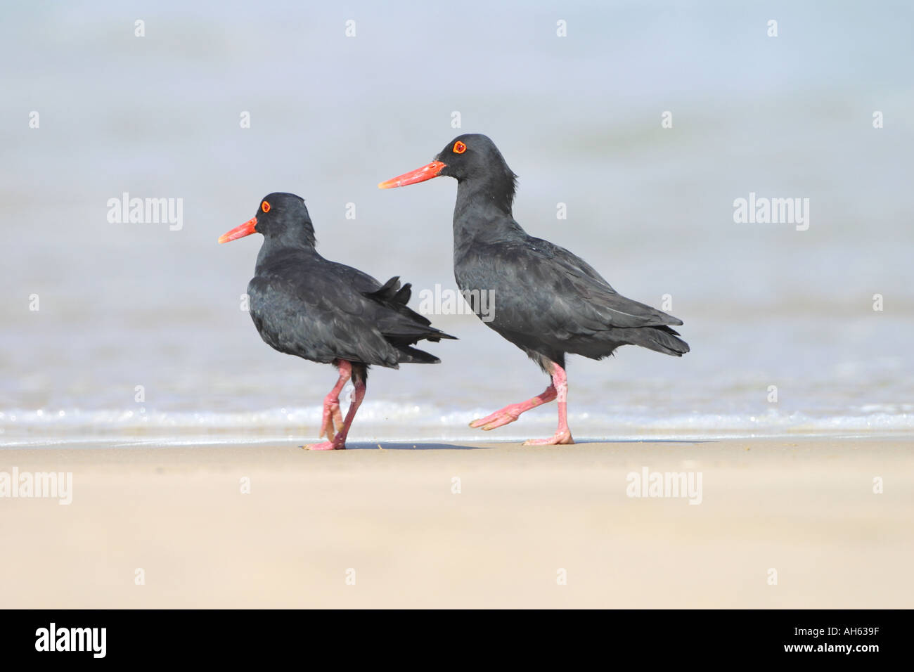 Bird duo hi-res stock photography and images - Page 3 - Alamy, image size:1300x956