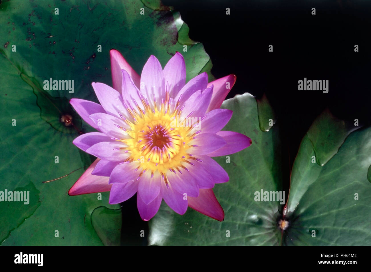 Wide Open Bright Purple And Yellow Nymphae Waterlily From Above Stock wide-open-bright-purple-and-yellow-nymphae-waterlily-from-above-stock