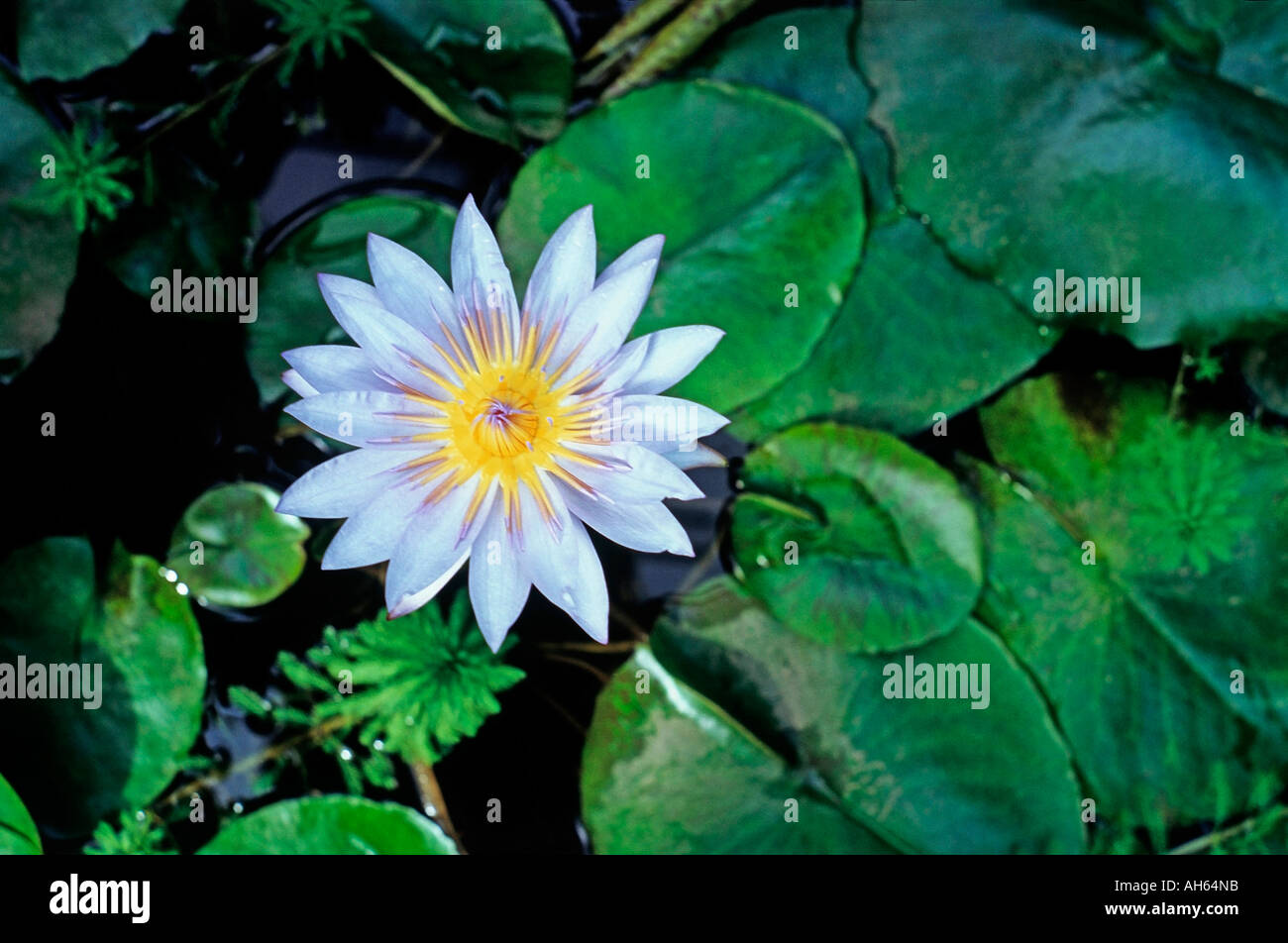 Nymphaea Blue Beauty Waterlily pads and bloom Stock Photo
