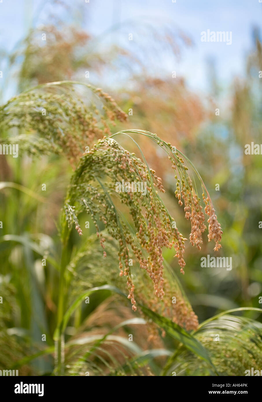 Proso millet hires stock photography and images Alamy