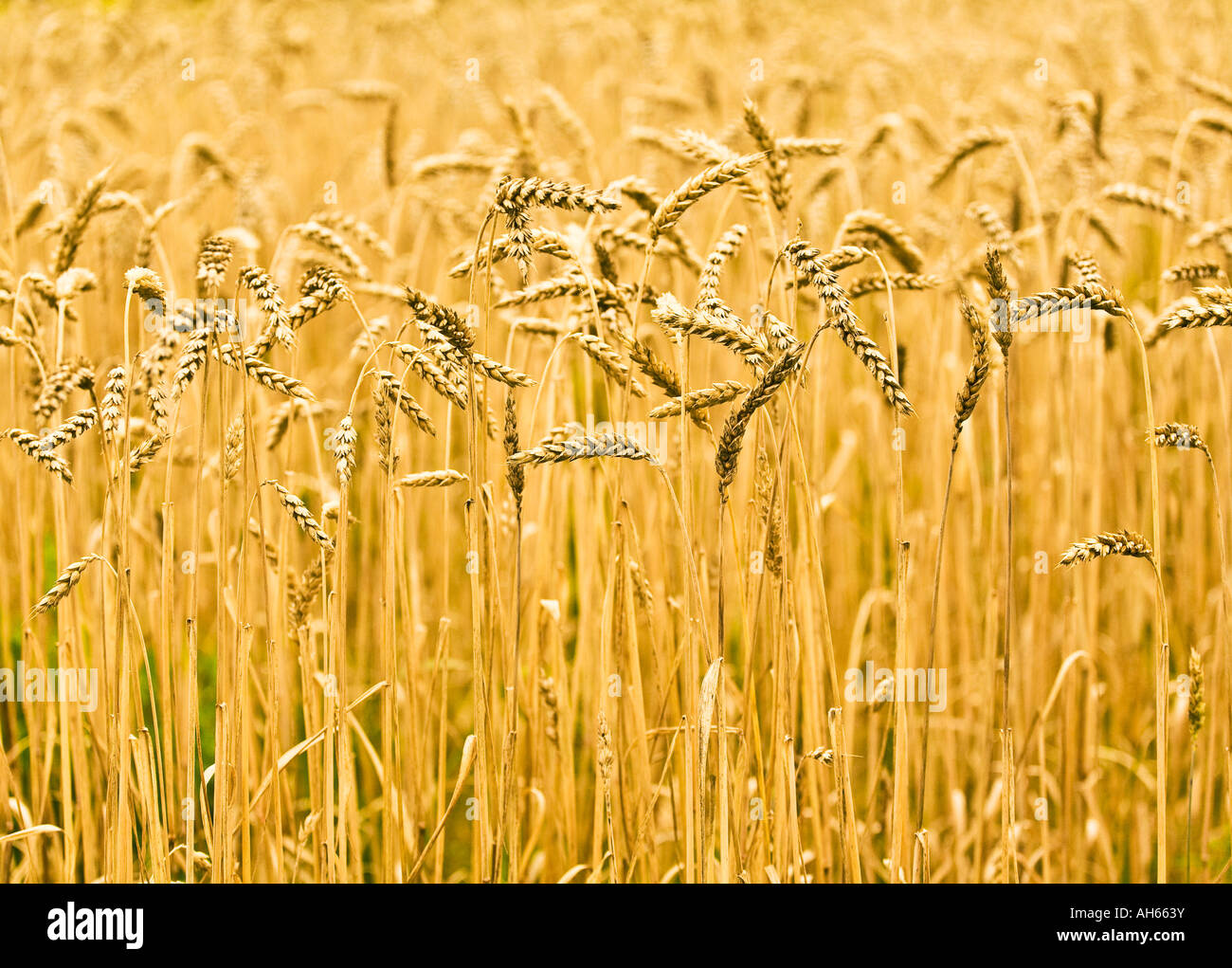 Common Wheat Stock Photo