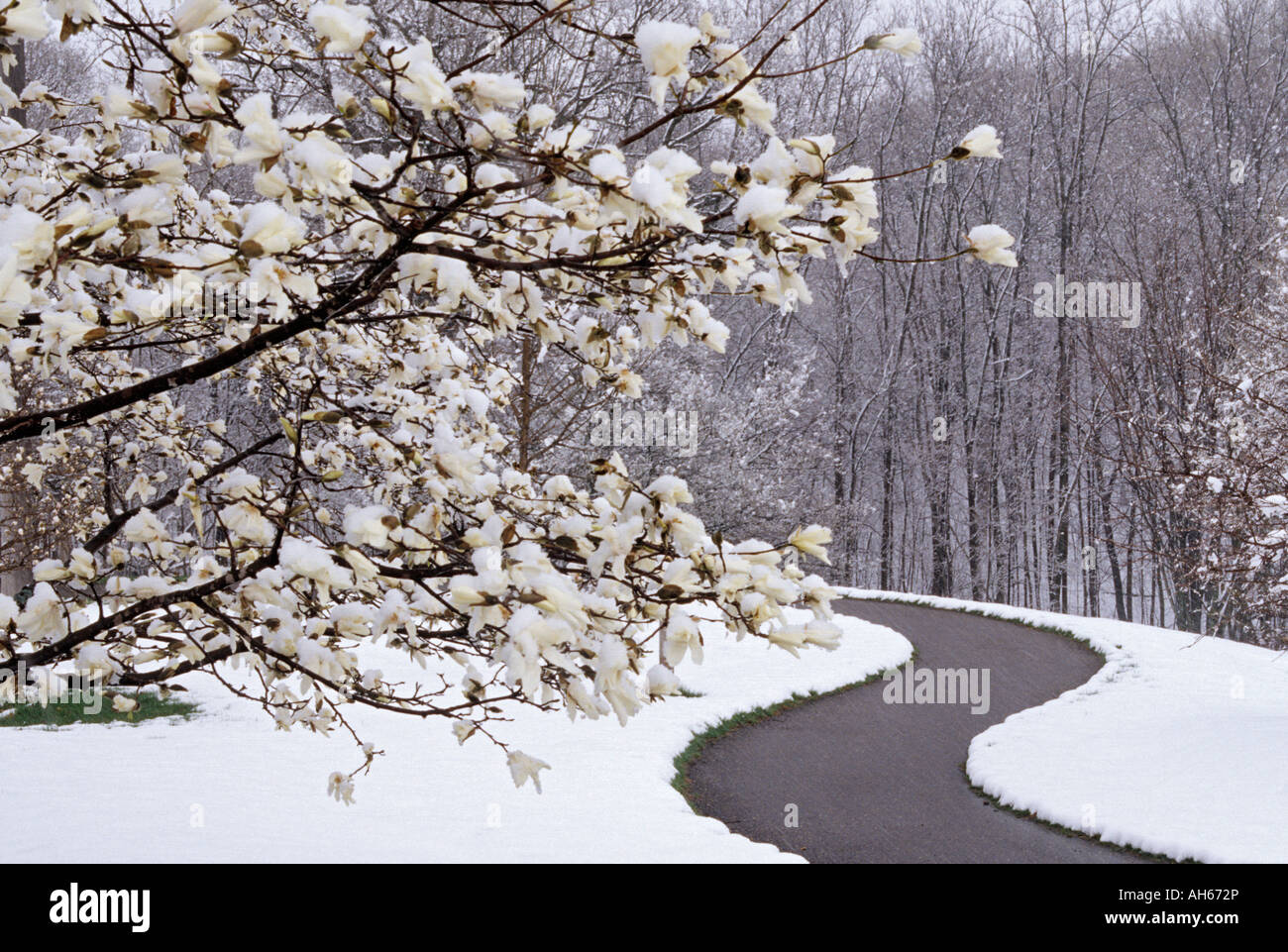 LATE SPRING SNOW DECORATES MAGNOLIA TREE AT THE MINNESOTA LANDSCAPE ARBORETUM IN CHANHASSEN, MINNESOTA.  MAY. Stock Photo