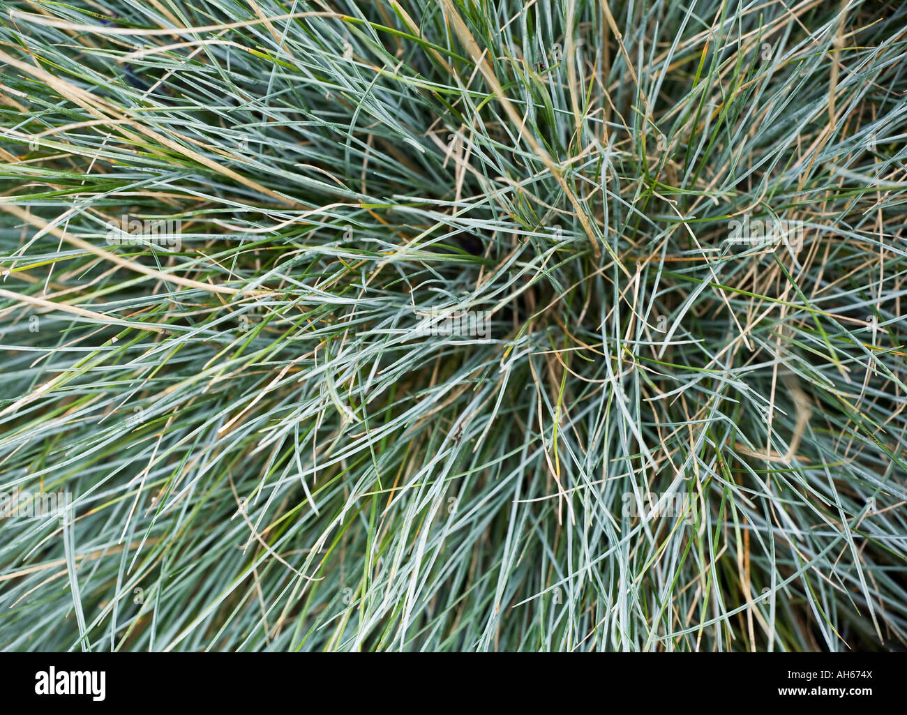 Fescue 'Elijah Blue' Stock Photo