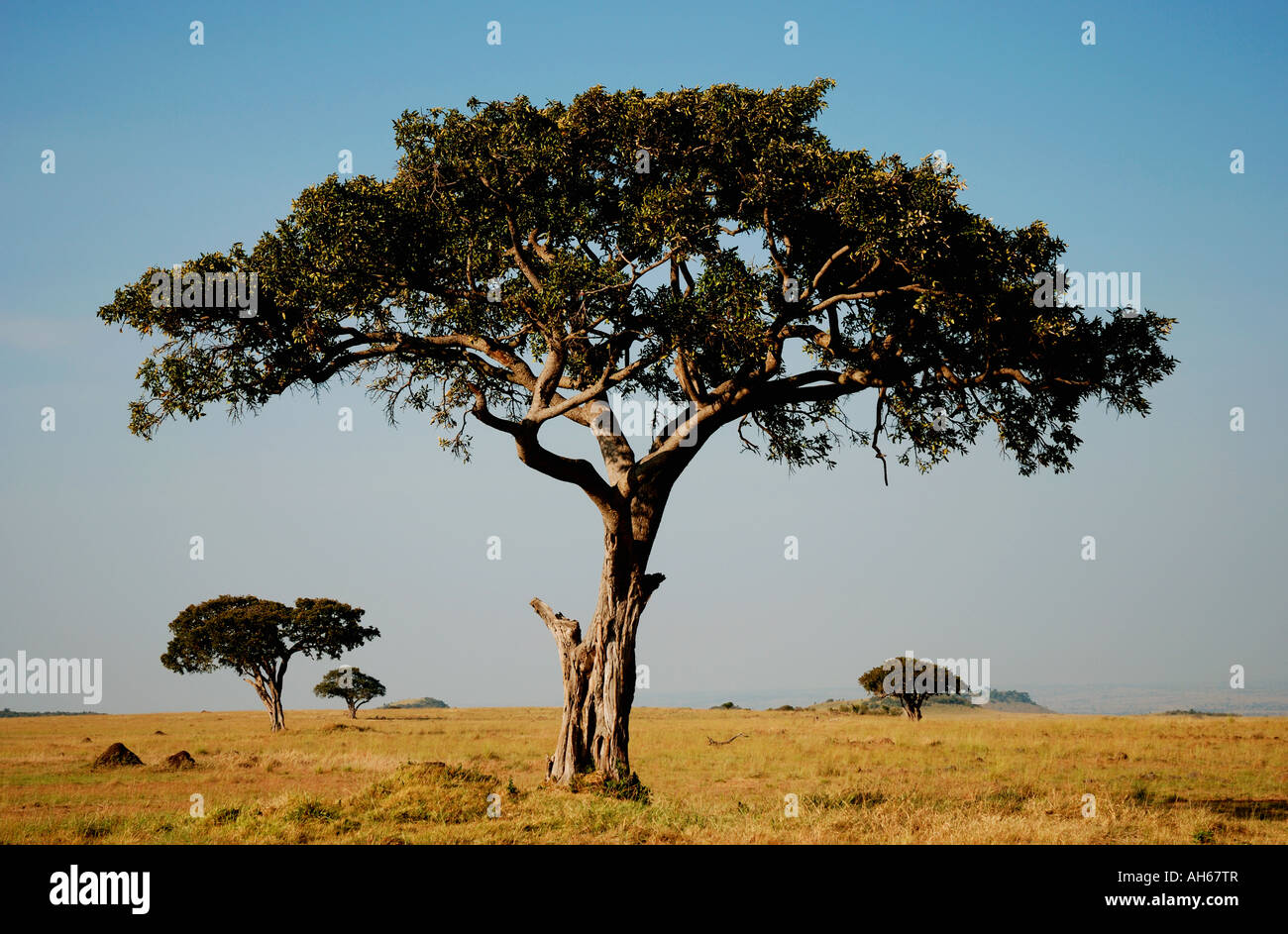 Balanites trees in the Masai Mara National Reserve Kenya East Africa Stock Photo