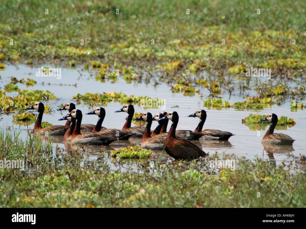 White faced Tree Ducks on a pool in the Masai Mara National Reserve Kenya East Africa Stock Photo