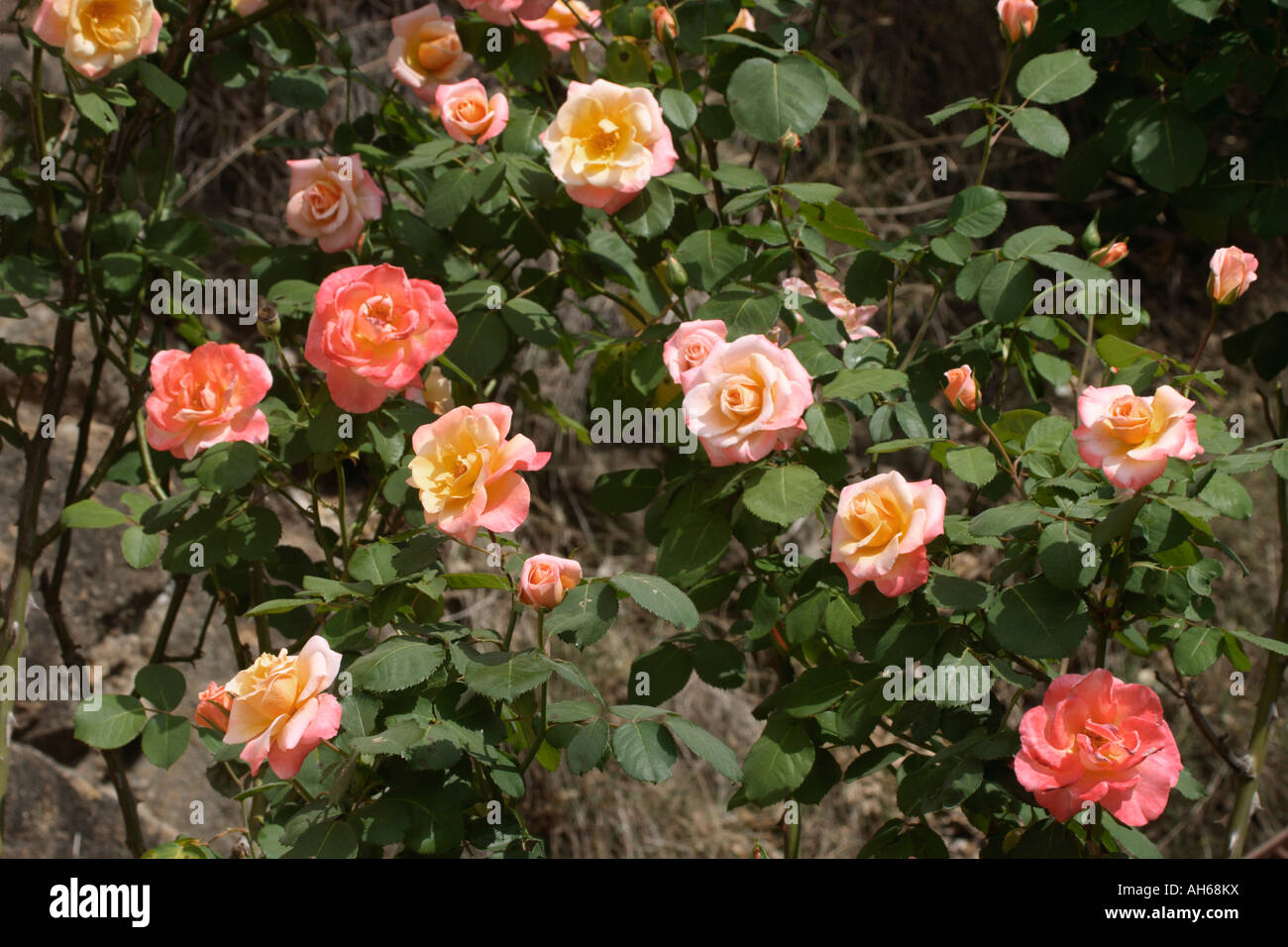 Cultivated Rose plant (Rosa sp.) full of flowers Stock Photo - Alamy