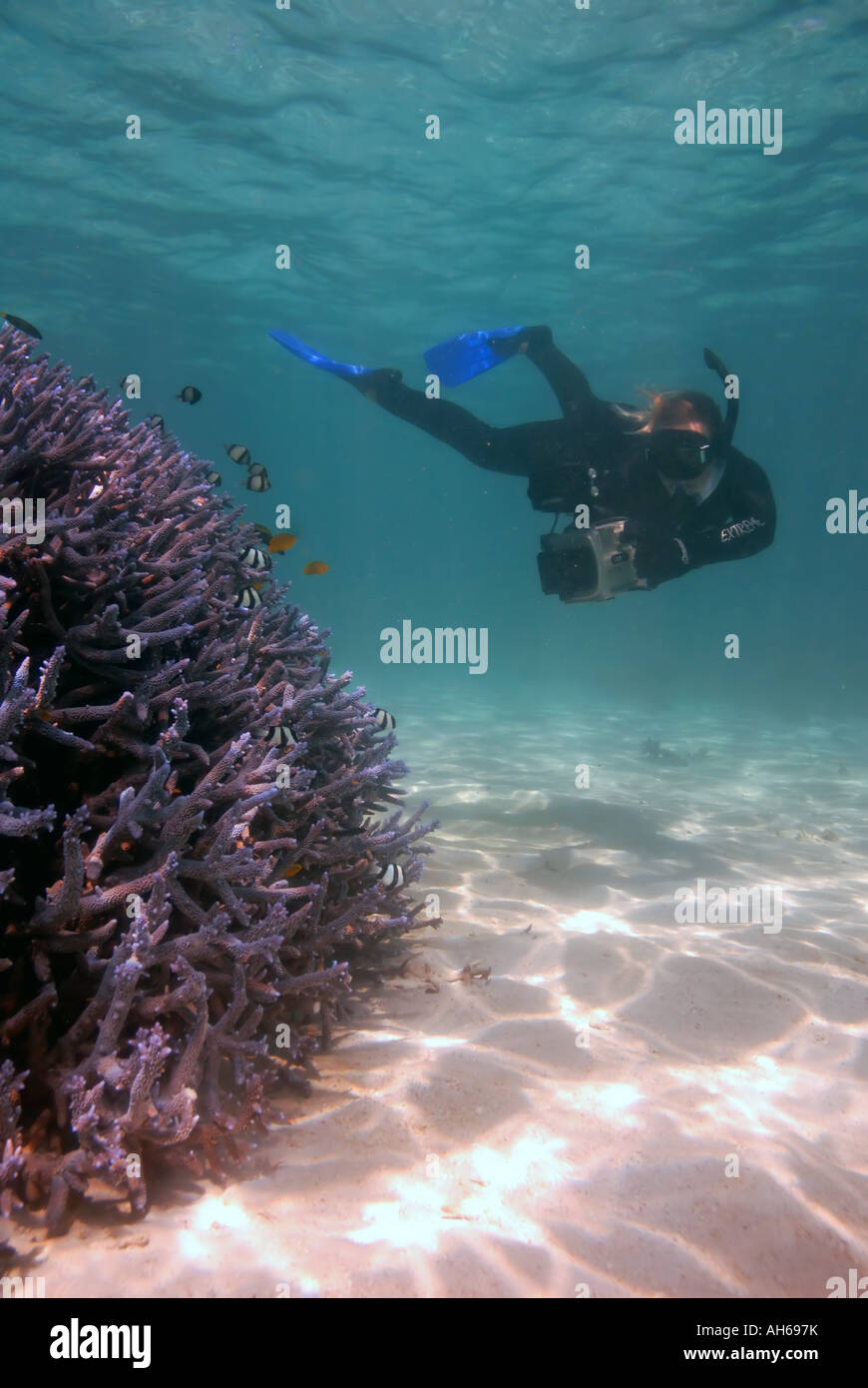 Diver filming blue staghorn coral Acropora nobilis Ningaloo Reef Marine Park Western Australia No MR Stock Photo