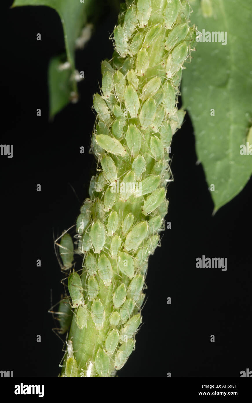 Currant sowthistle aphid Hyperomyzus lactucae infestation on sowthistle stem Stock Photo