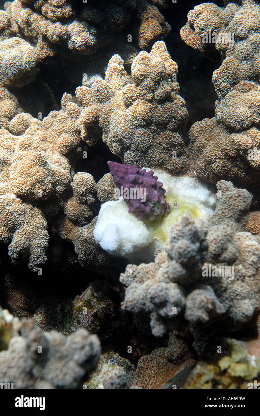 Purple coral eating snail Drupella cornus on coral Montipora sp with white feeding scar Stock Photo