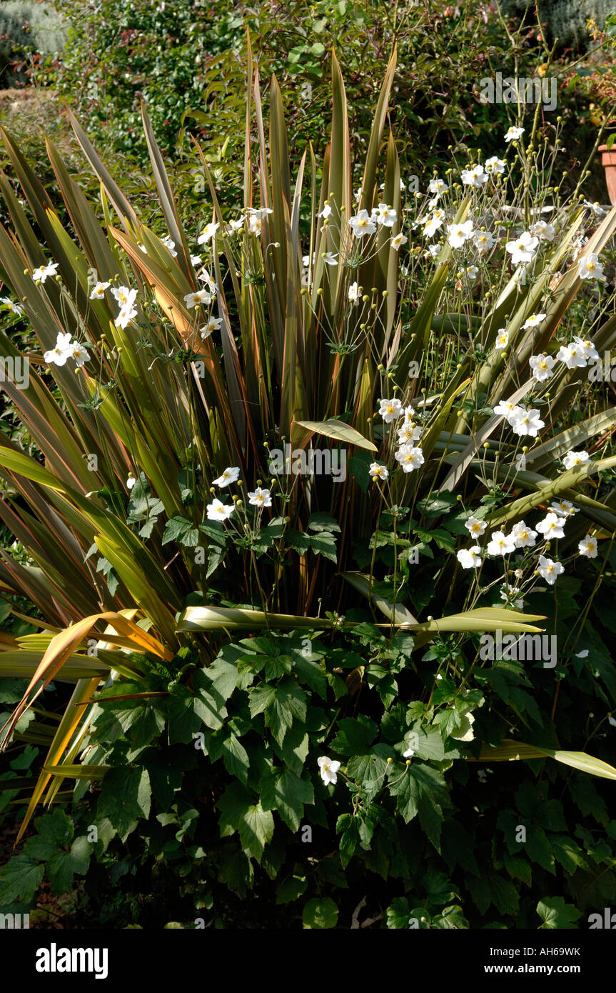 New Zealand flax Phormium Sundowner with flowering Anemone x hybrida Honorine Jobert Stock Photo