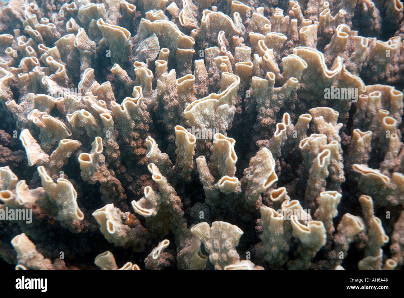 Fused tubes colony form of faviid coral Echinopora ashmorensis Ningaloo Reef Marine Park Western Australia Stock Photo
