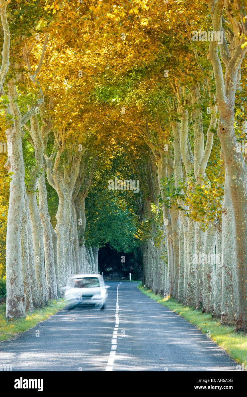 France Languedoc Roussillon car driving along tree lined road Stock Photo