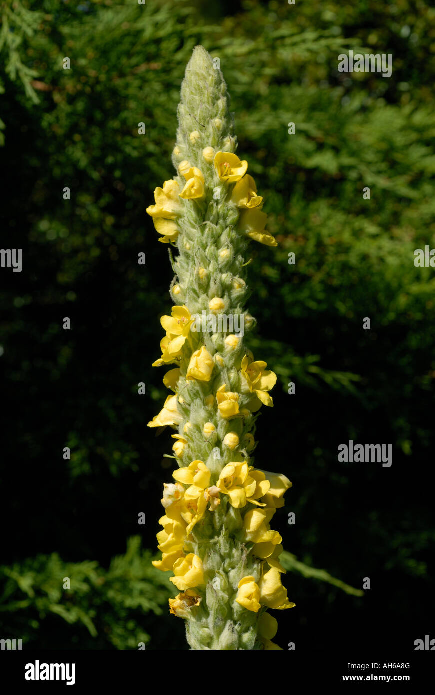 Flowering yellow spike of common mullein Verbascum thapsus Devon Stock Photo