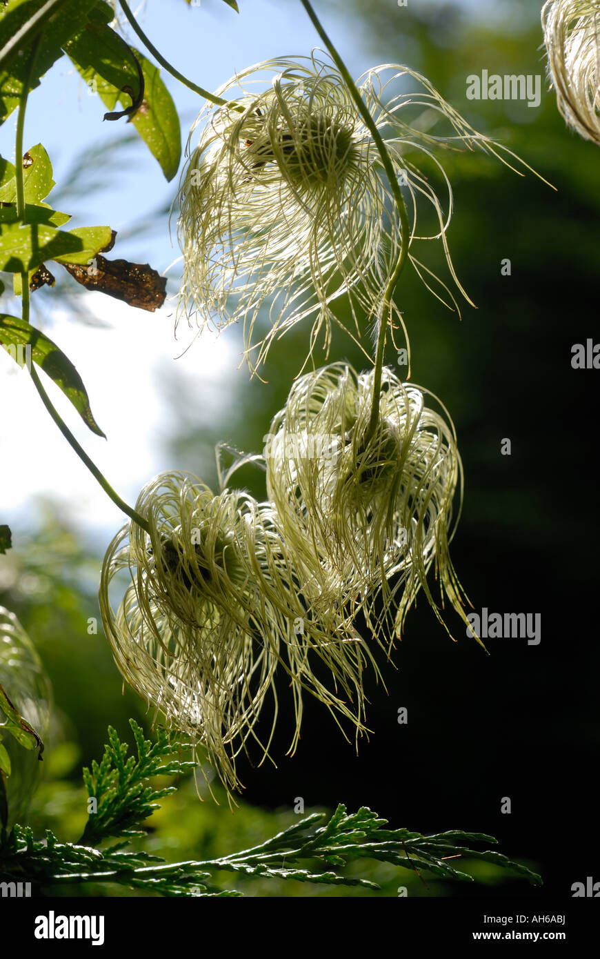 Hairy seedheads of Clematis tangutica climbing through Leylandii hedge Stock Photo