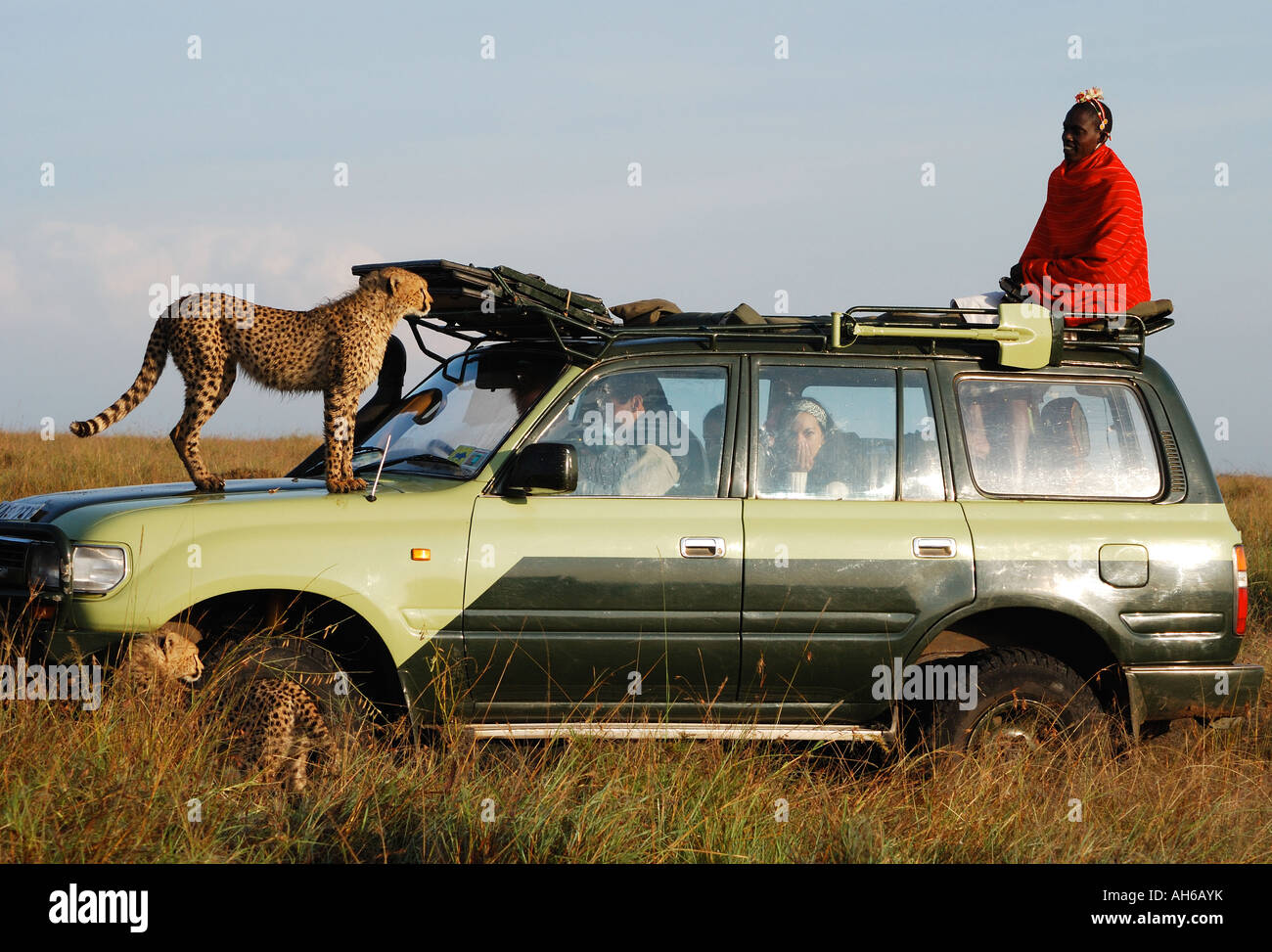 A young cheetah stands on a vehicle and meets a Masai warrior man in the Masai Mara National Reserve Kenya East Africa Stock Photo