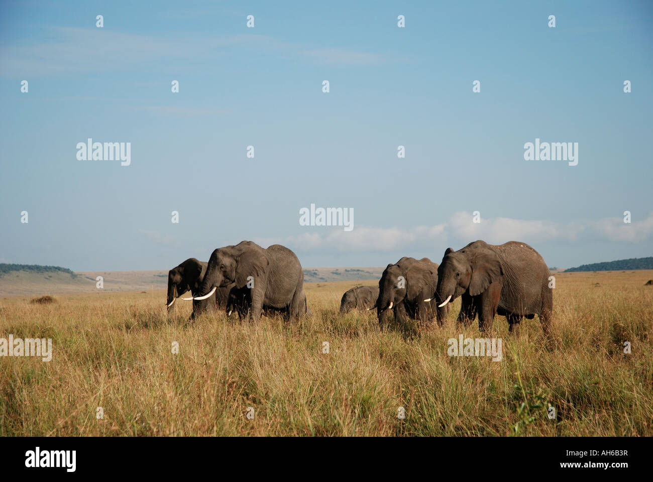 Female elephants and calves grazing on tall grass in the Masai Mara National Reserve Kenya East Africa Stock Photo
