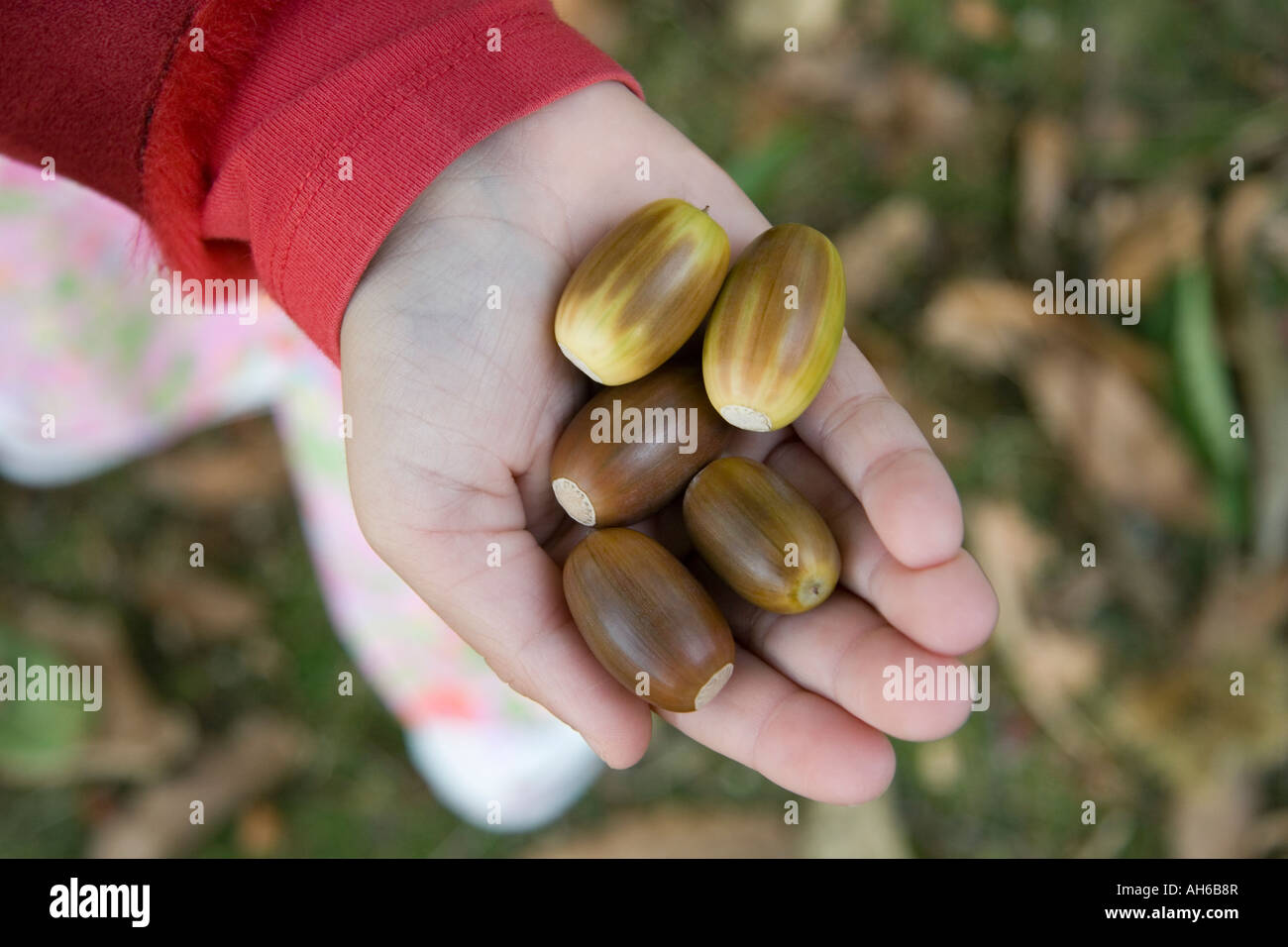 Hand holding acorns Stock Photo