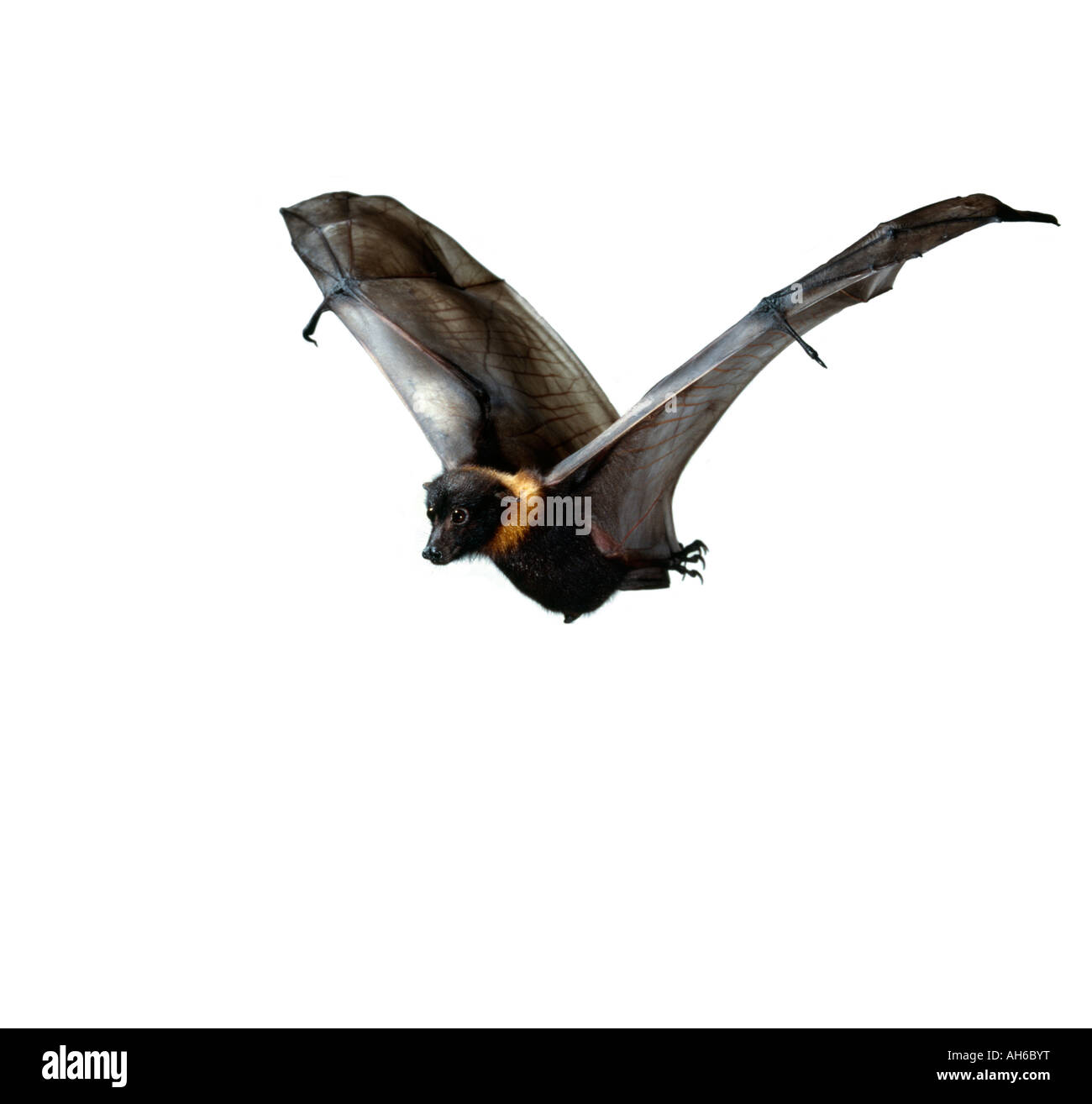 Indian Fruit bat Pteropus giganteus In Flight Stock Photo