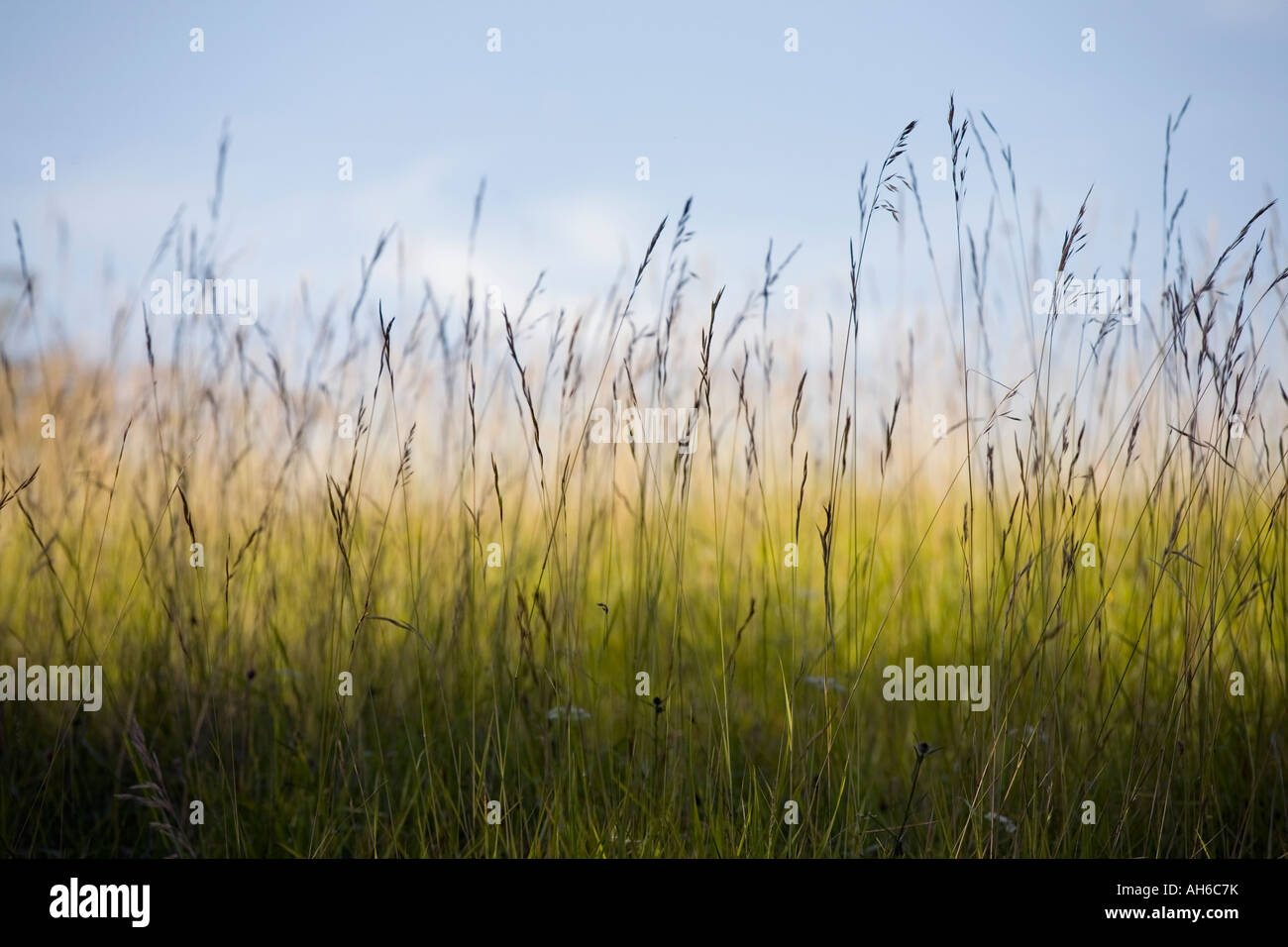 Field overgrown grass in hi-res stock photography and images - Alamy